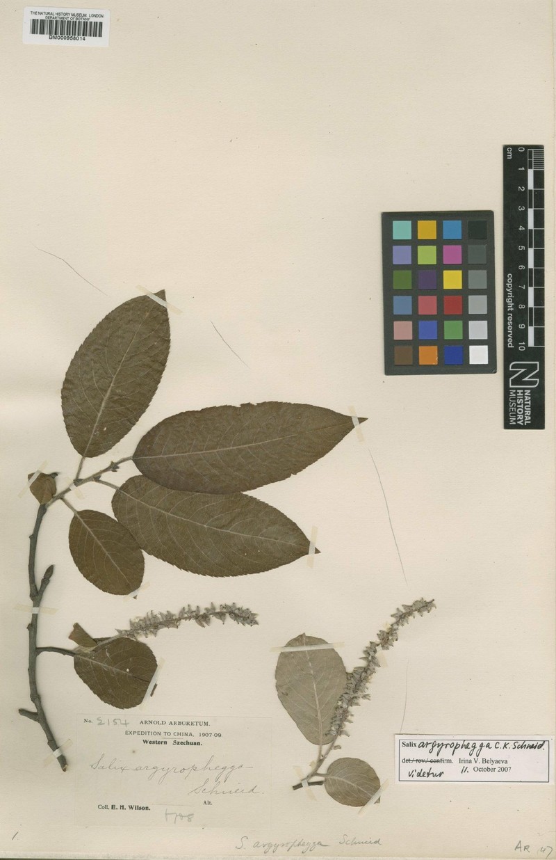 Salix argyrophegga