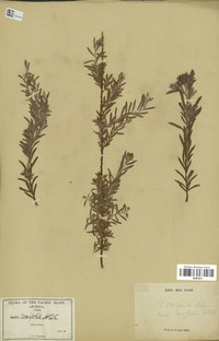 Arizona Willow
