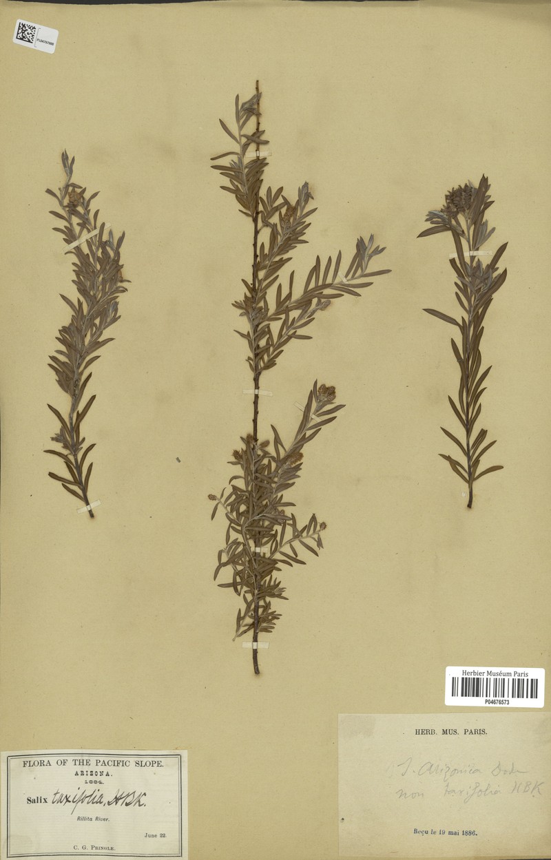 Arizona Willow