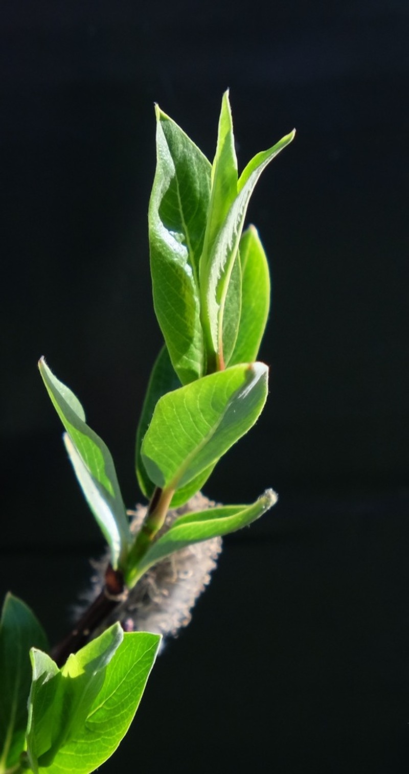 Arizona Willow photo 3
