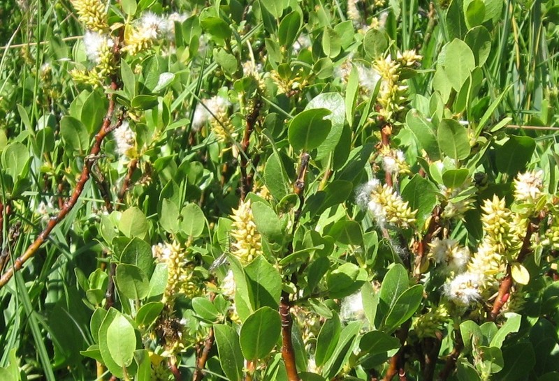 Arizona Willow photo 4