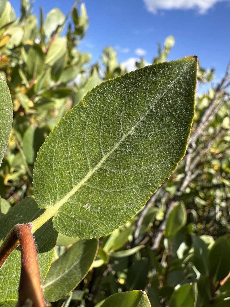 Arizona Willow photo 5