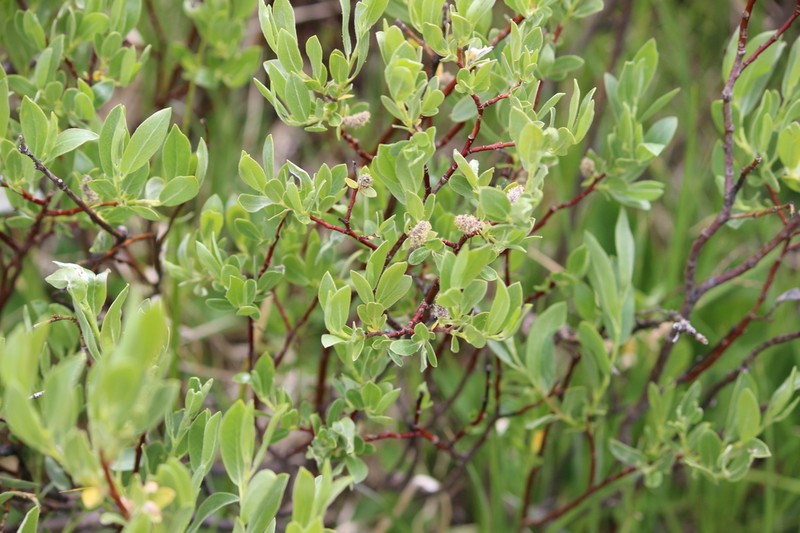 Arizona Willow photo 6