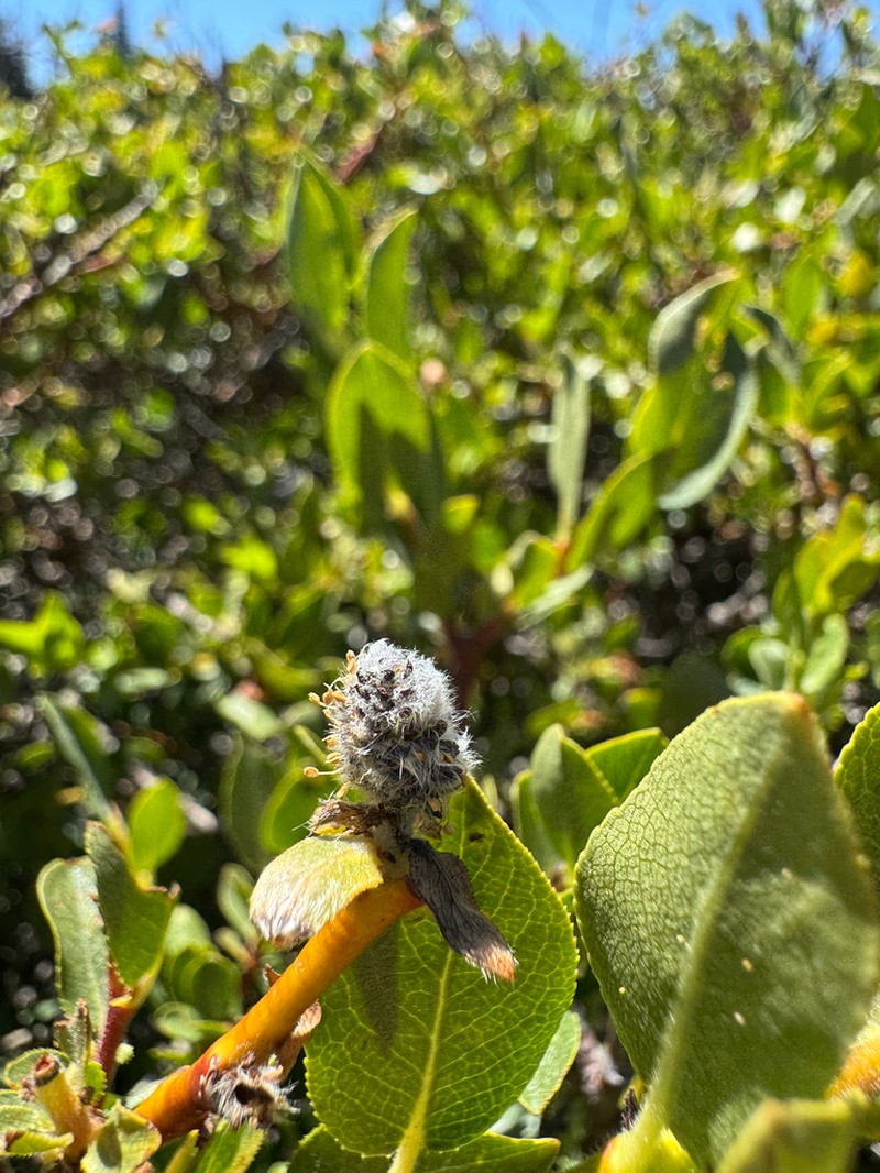 Arizona Willow photo 7
