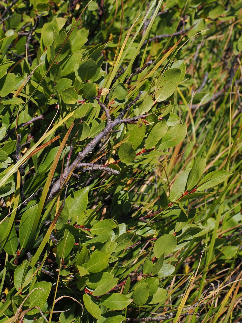 Arizona Willow photo 8