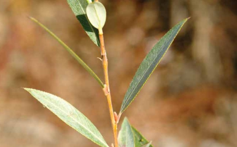 Salix armenorossica