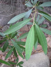 Salix arrigonii