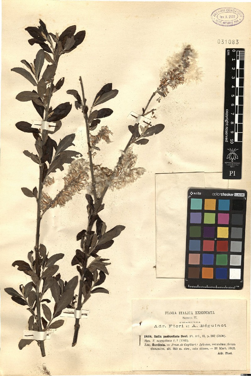 Salix arrigonii photo 2