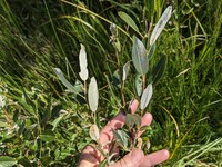 Athabasca Willow