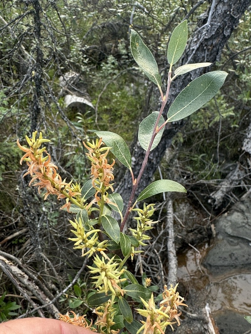 Athabasca Willow photo 2