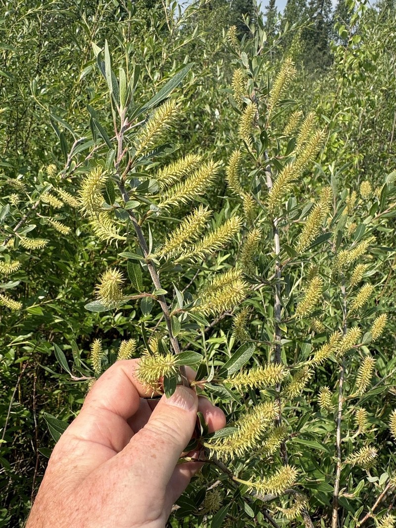 Athabasca Willow photo 3