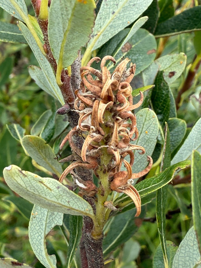Athabasca Willow photo 4