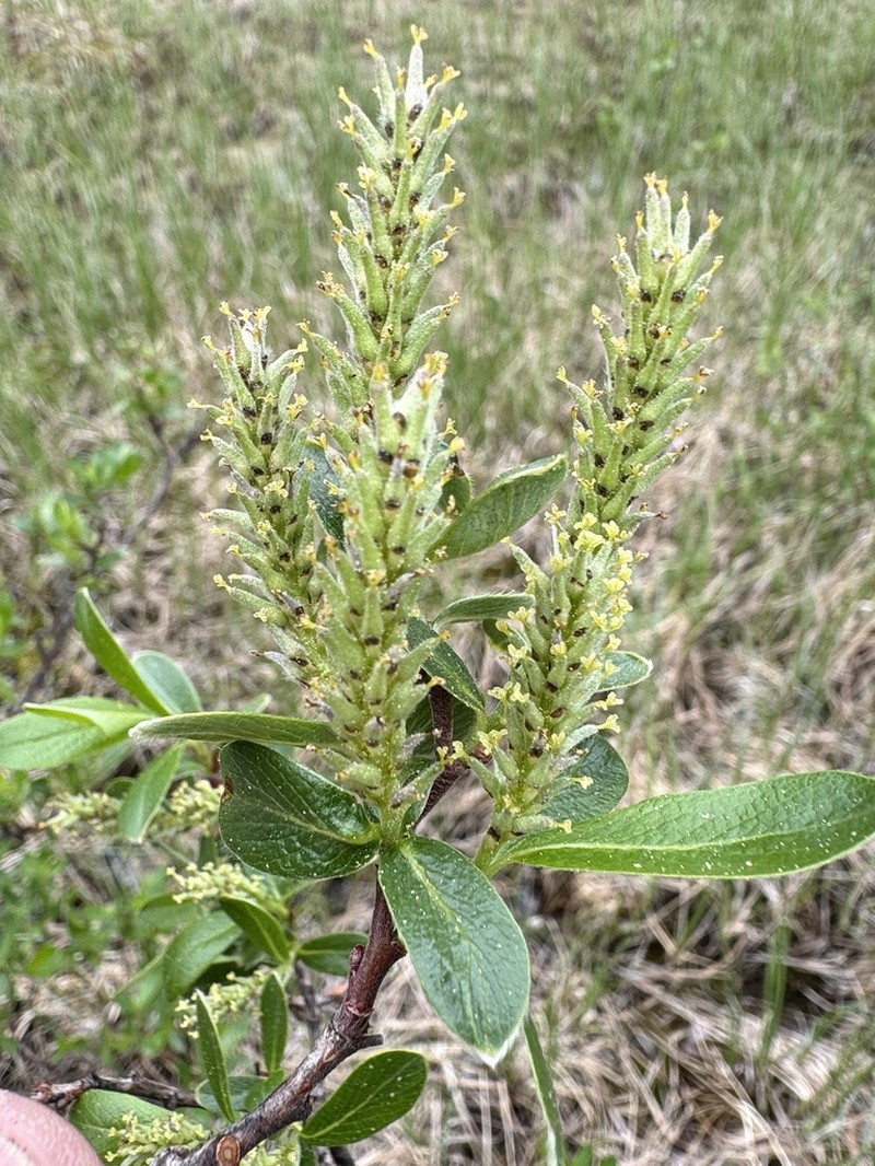 Athabasca Willow photo 5