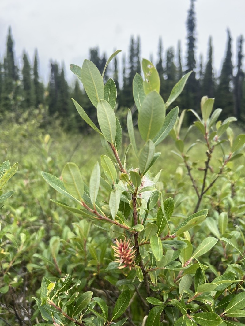 Athabasca Willow photo 6