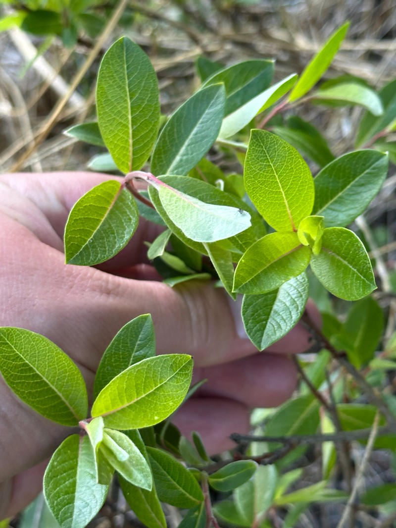 Athabasca Willow photo 7