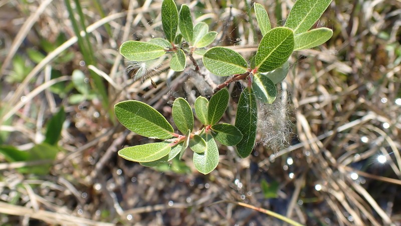 Athabasca Willow photo 8
