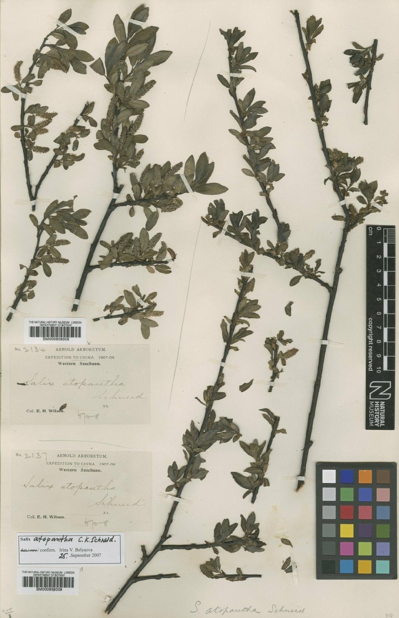 Salix atopantha photo 2