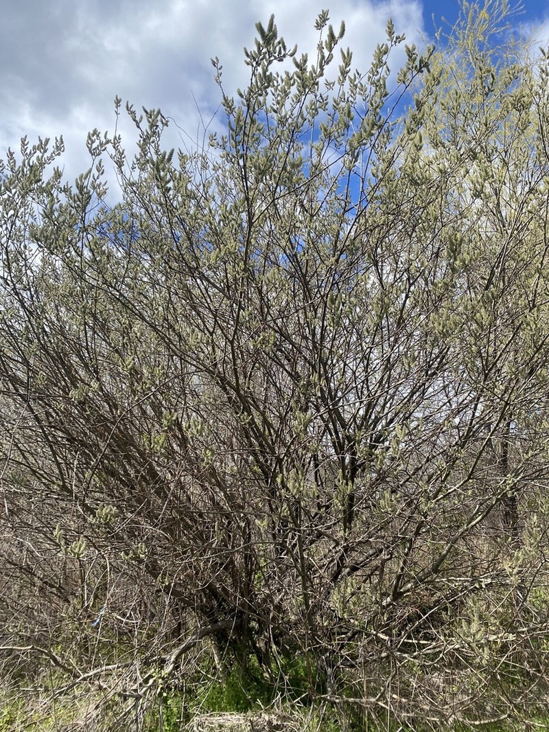 Large Gray Willow