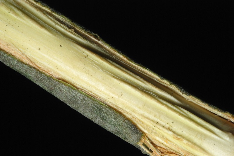 Large Gray Willow photo 2
