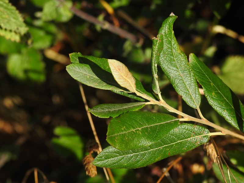 Large Gray Willow photo 3