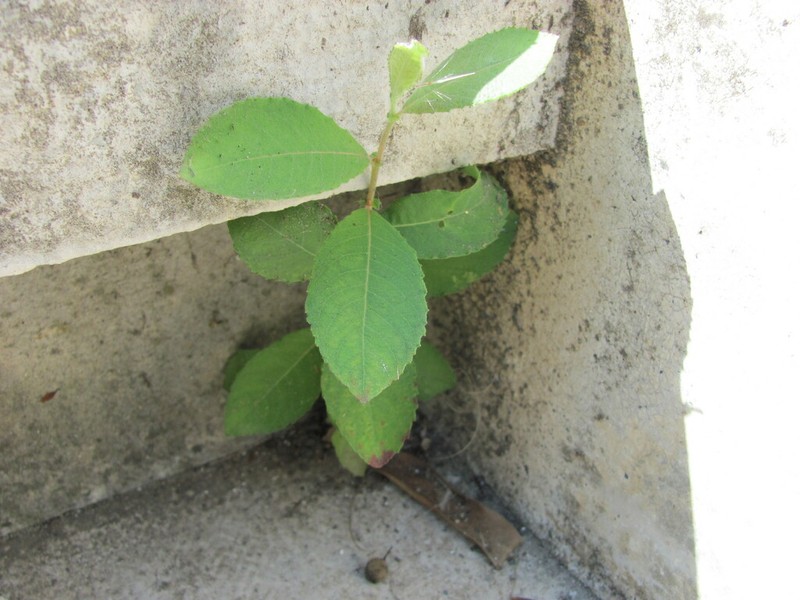 Large Gray Willow photo 4