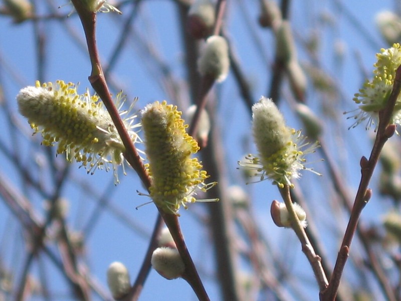 Large Gray Willow photo 5