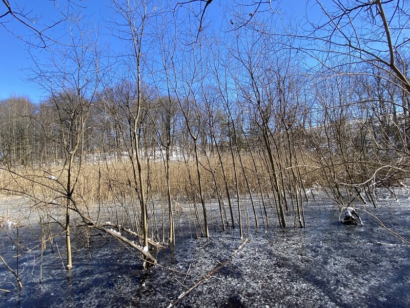 Large Gray Willow photo 6