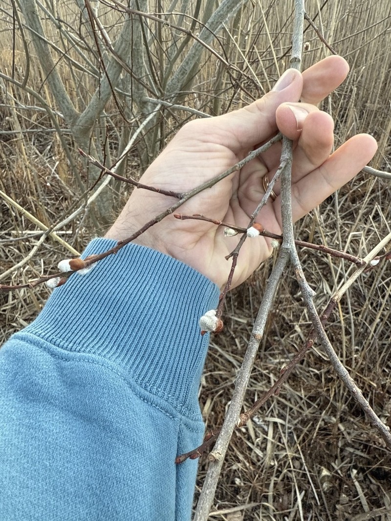 Large Gray Willow photo 7