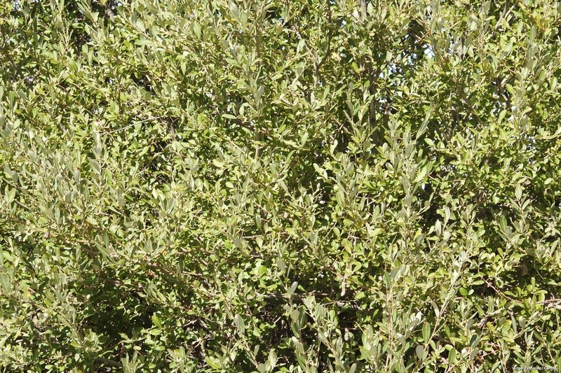 Large Gray Willow photo 8