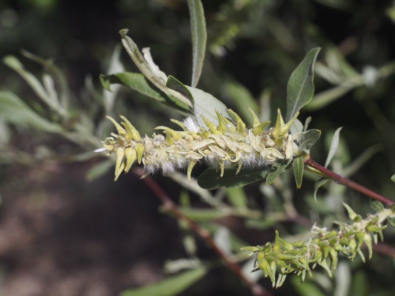 Large Gray Willow photo 6