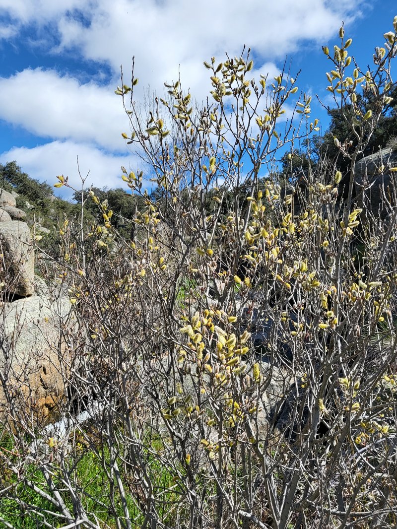 Large Gray Willow photo 7