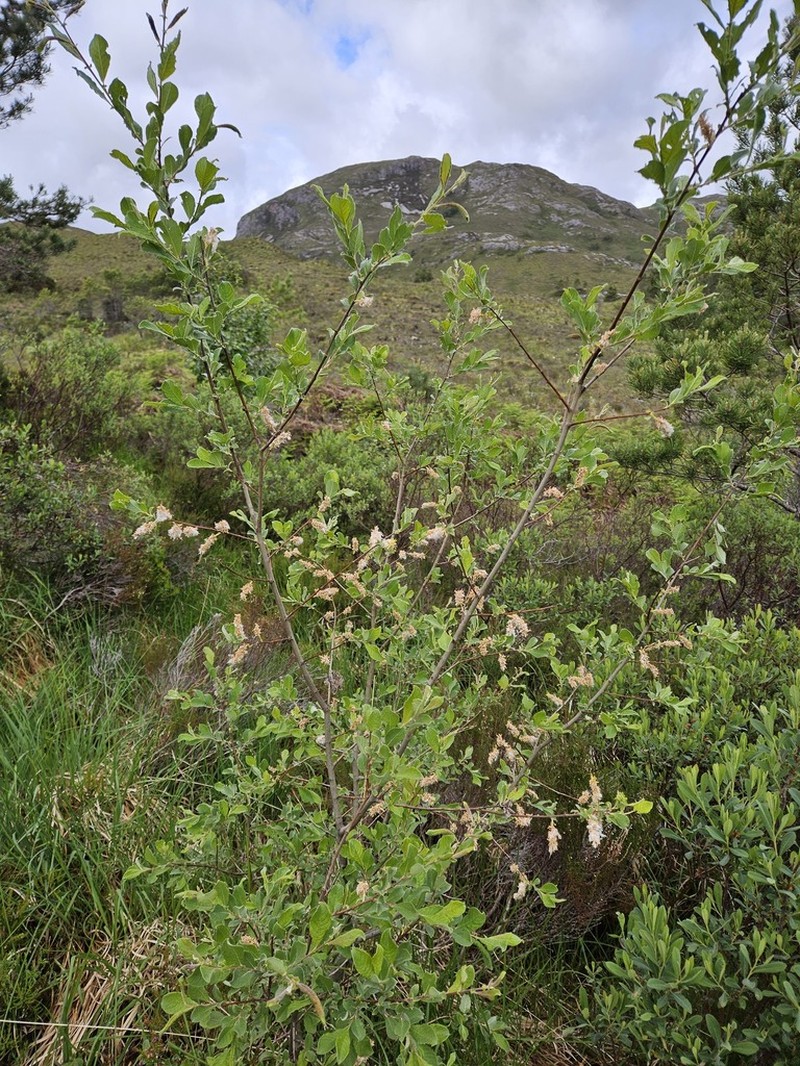 Eared Willow photo 4