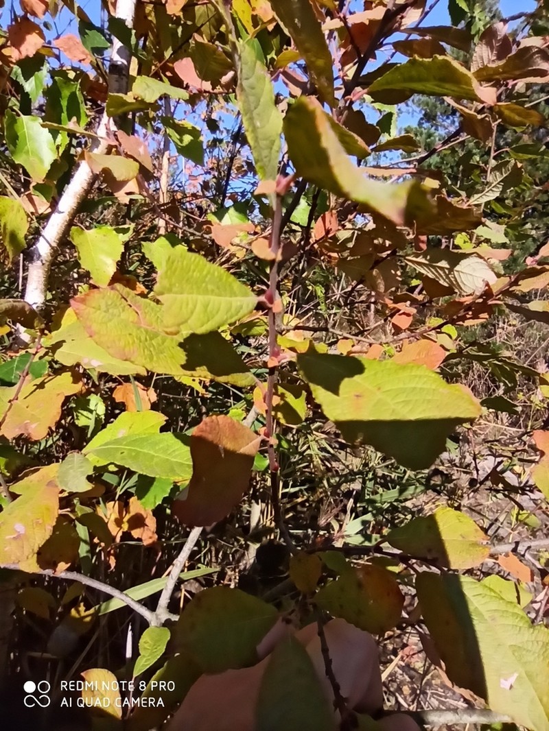 Eared Willow photo 5
