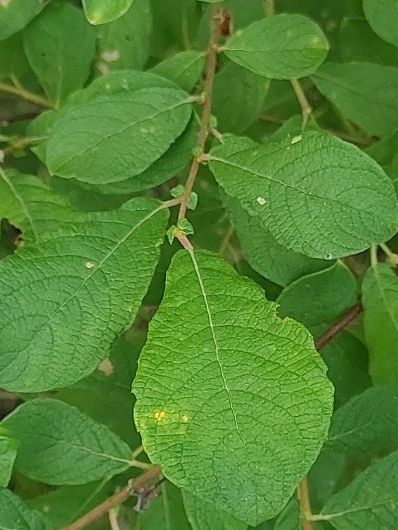 Eared Willow photo 6