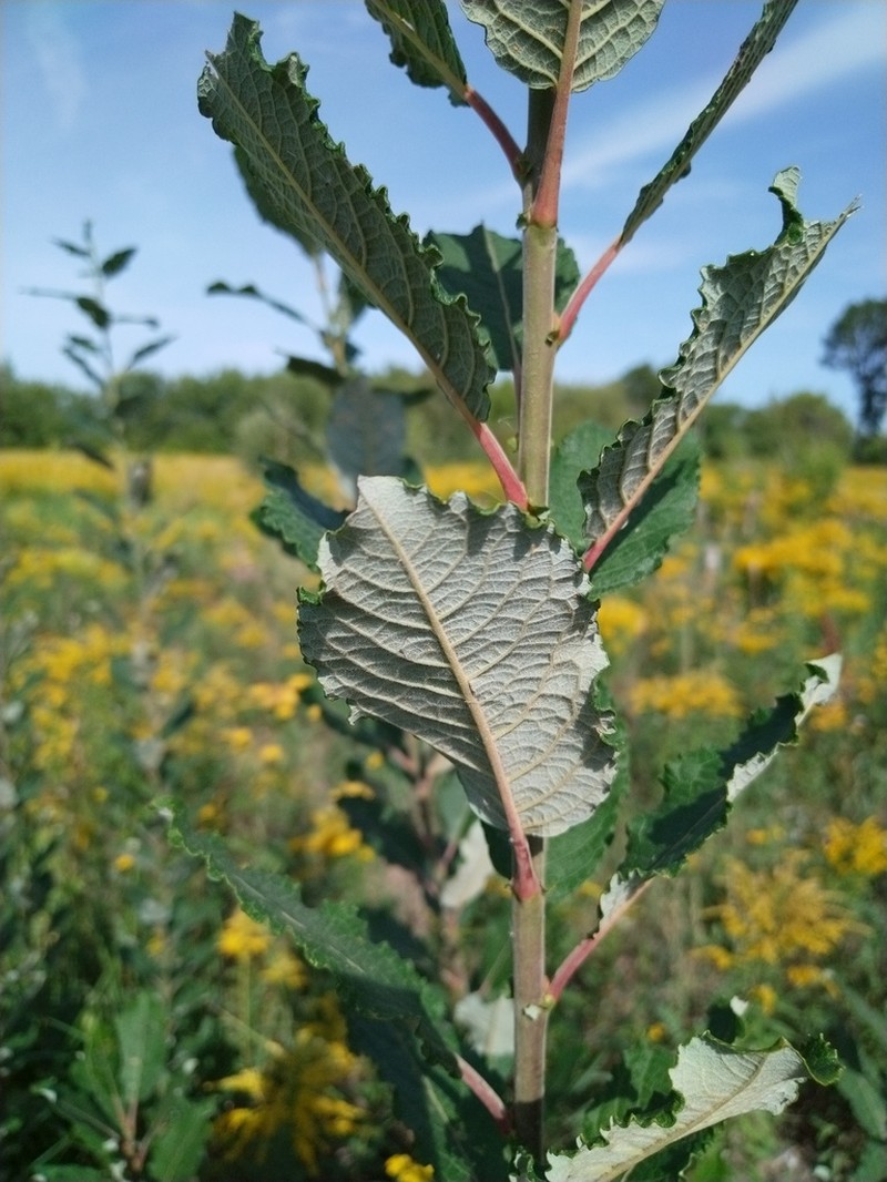Eared Willow photo 7