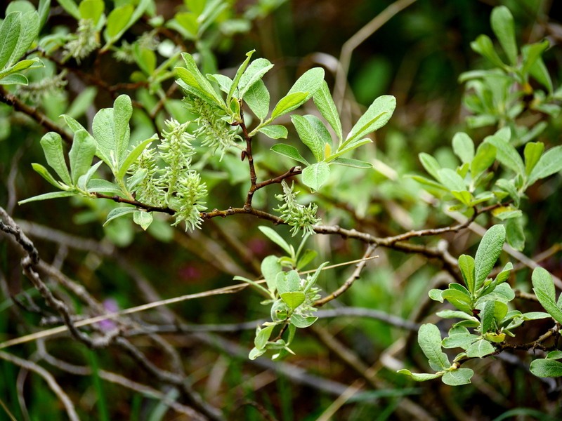 Eared Willow photo 8
