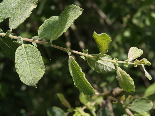 Eared Willow photo 5