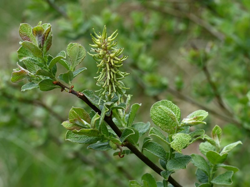 Eared Willow photo 6