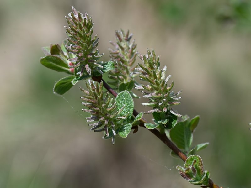 Eared Willow photo 7