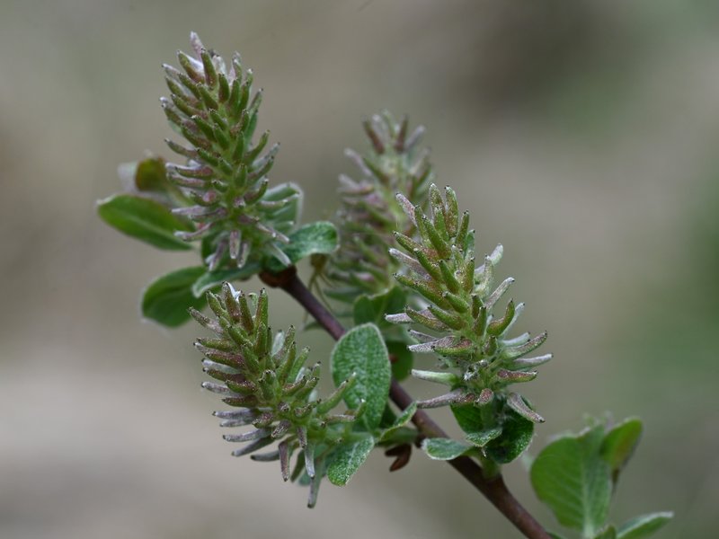 Eared Willow photo 8