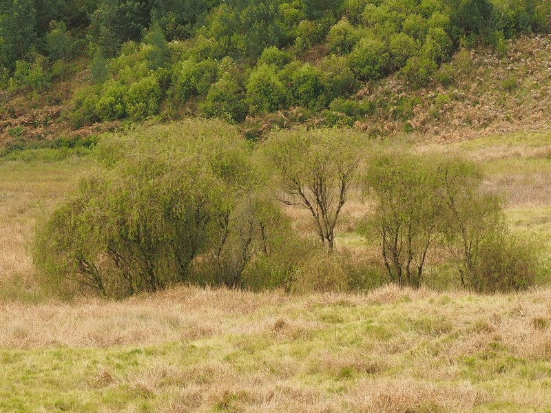 Weeping Willow photo 4