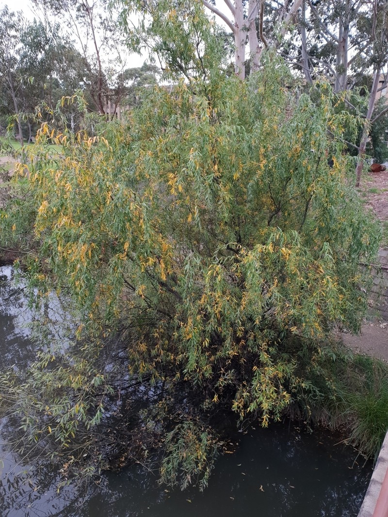 Weeping Willow photo 5