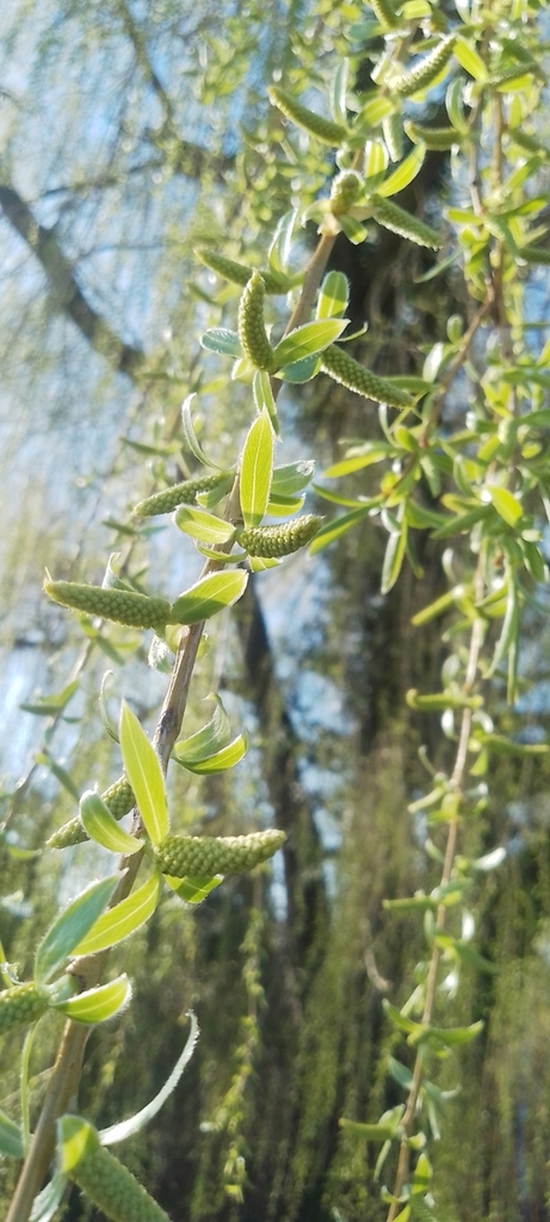 Weeping Willow photo 6