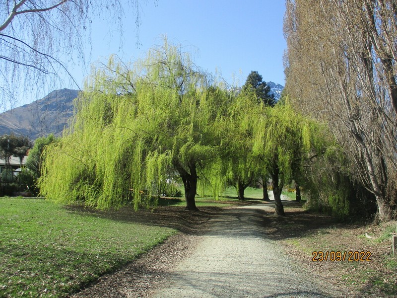 Weeping Willow photo 7