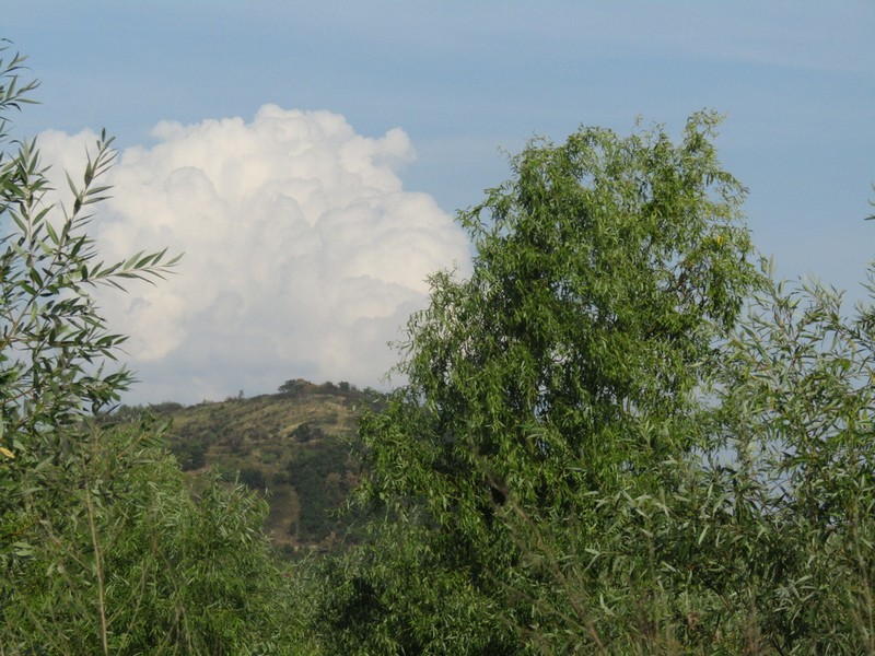 Weeping Willow photo 8