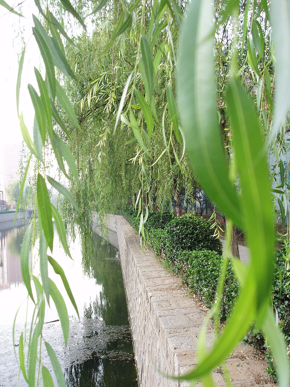 Weeping Willow photo 3