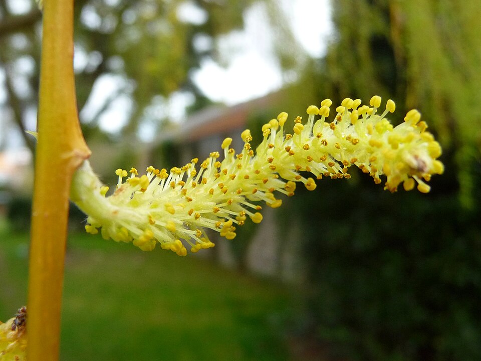 Weeping Willow photo 5
