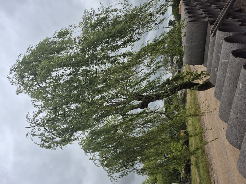 Weeping Willow photo 7