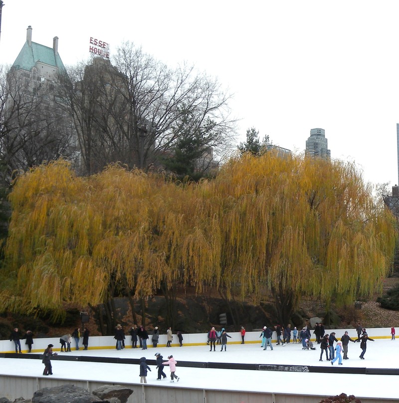 Weeping Willow photo 8