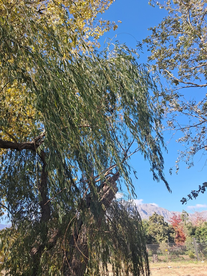 Corkscrew Willow